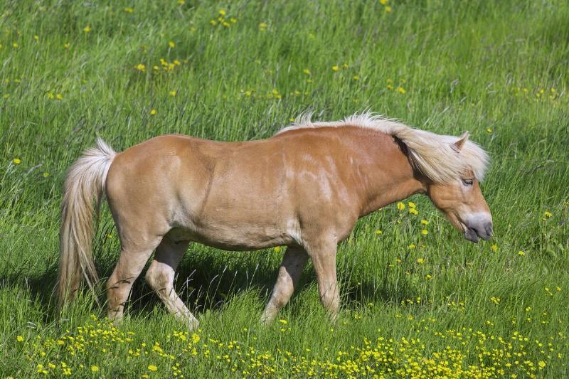 Icelandic Horse