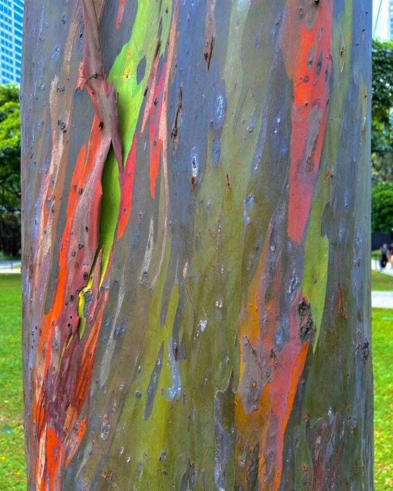 the-bark-of-this-tree-in-a-nearby-park-naturally-resembles-v0-3oluptu35olg1