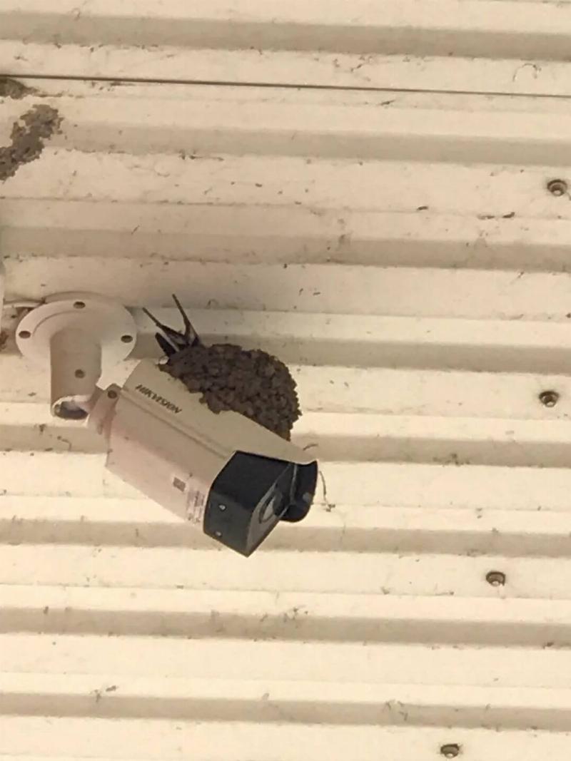 this-bird-chose-an-unexpected-place-for-nest-v0-5lcznl5zztb51