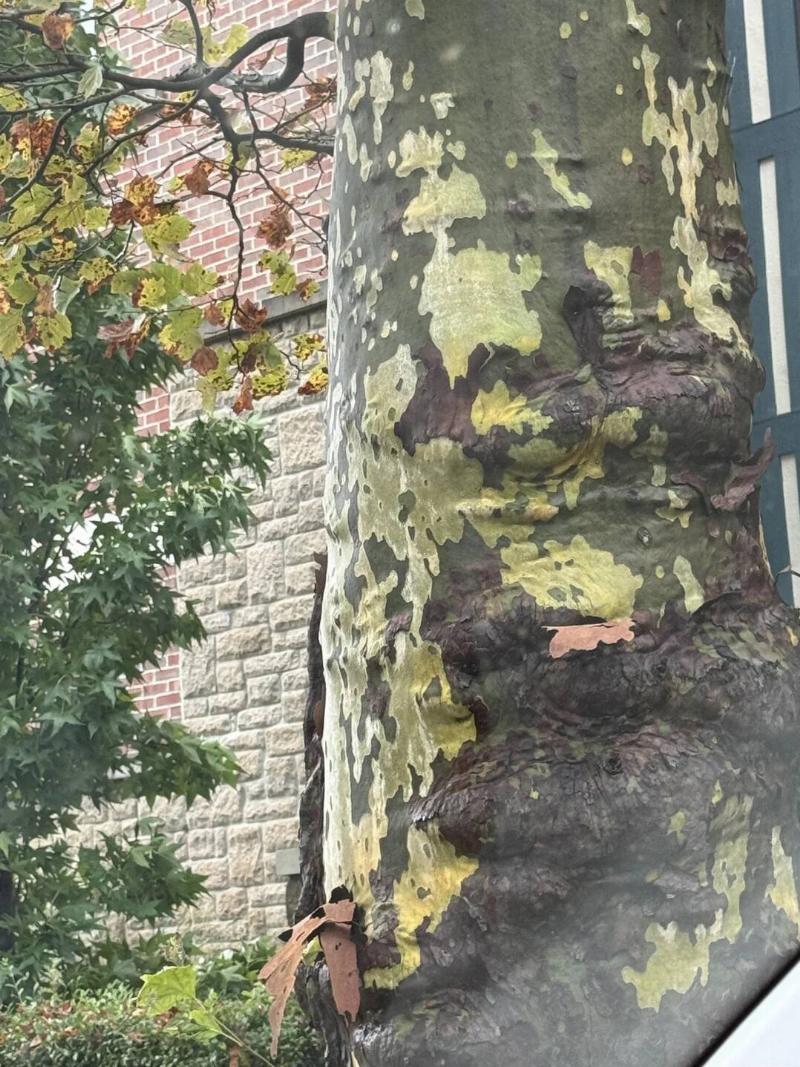 this-tree-with-a-natural-camouflage-pattern-v0-piowm2bxrwqf1