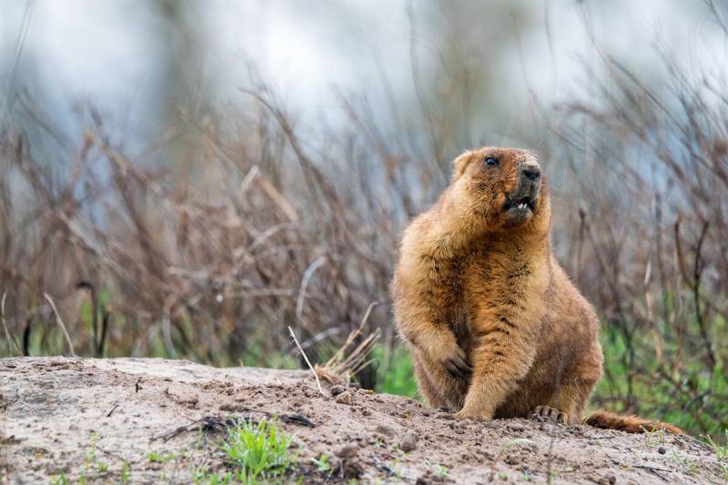 bobak-marmot-or-marmota-bobak-in-steppe-2024-10-14-10-47-31-utc A groundhog.