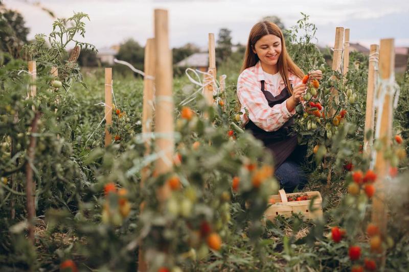 young-woman-harvesting-fresh-ripe-tomatoes-in-vibr-2025-02-16-21-02-56-utc Woman picking tomatoes.