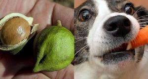 Avoid Giving These Foods To Your Dog – Dangerous Foods For Your Pup (And Which Ones Are Safe)