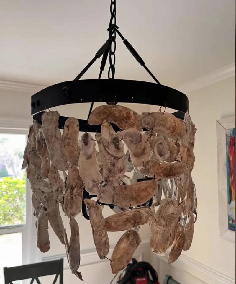 oyster-shell-chandelier-v0-jfwijne77efg1