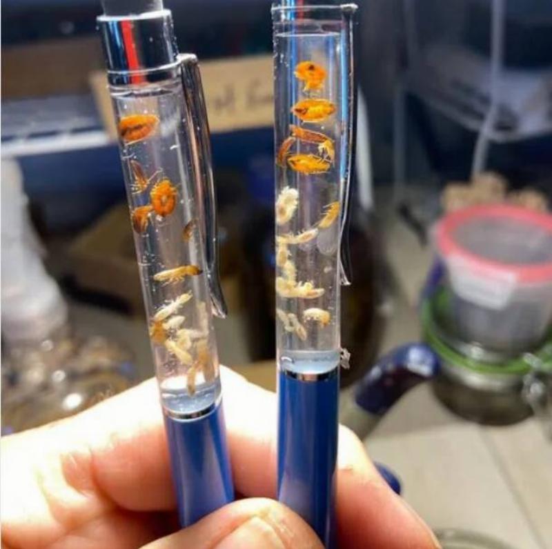 pest-control-outfit-in-my-area-of-florida-takes-slain-bugs-v0-z3ge1jm8zkug1