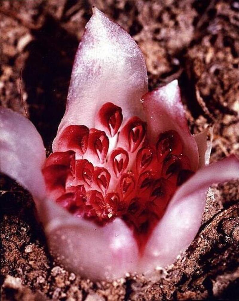 Rhizanthella_gardneri_—_Fred_Hort