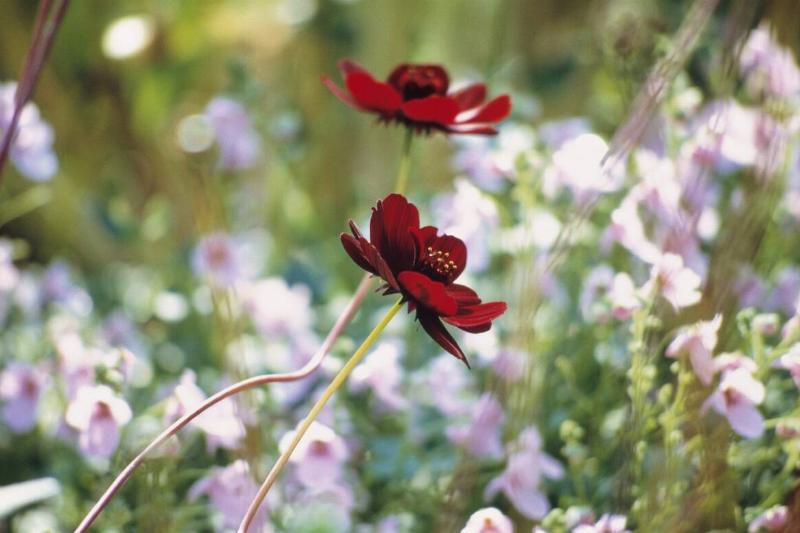 Chocolate cosmos.