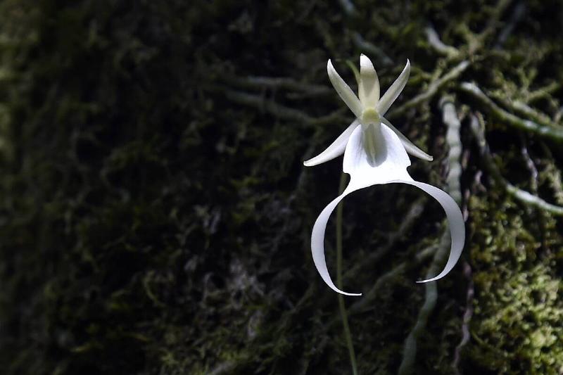 US-ENVIRONMENT-ORCHID