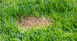 How To Fix Large Yellow Spots On Your Lawn
