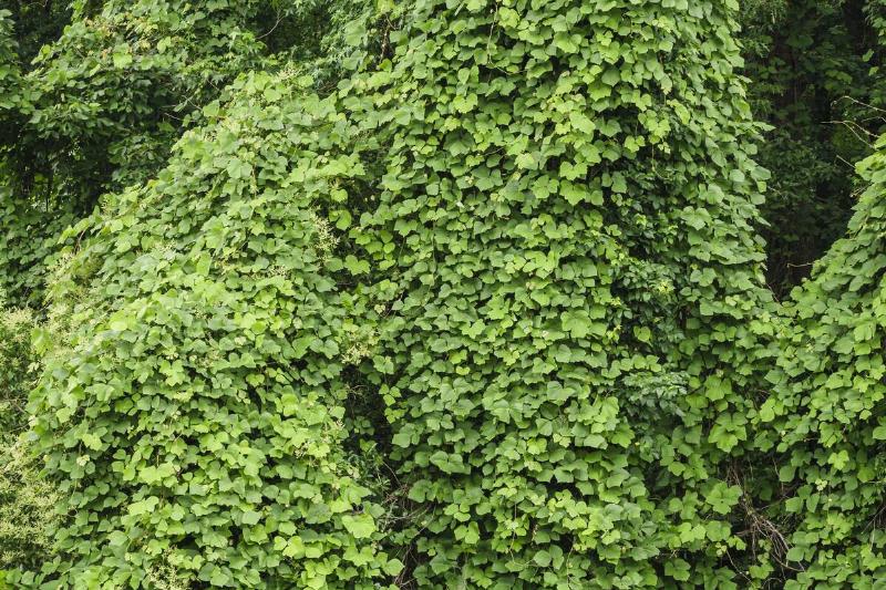 Belmont, North Carolina, kudzu, invasive species vine along highway