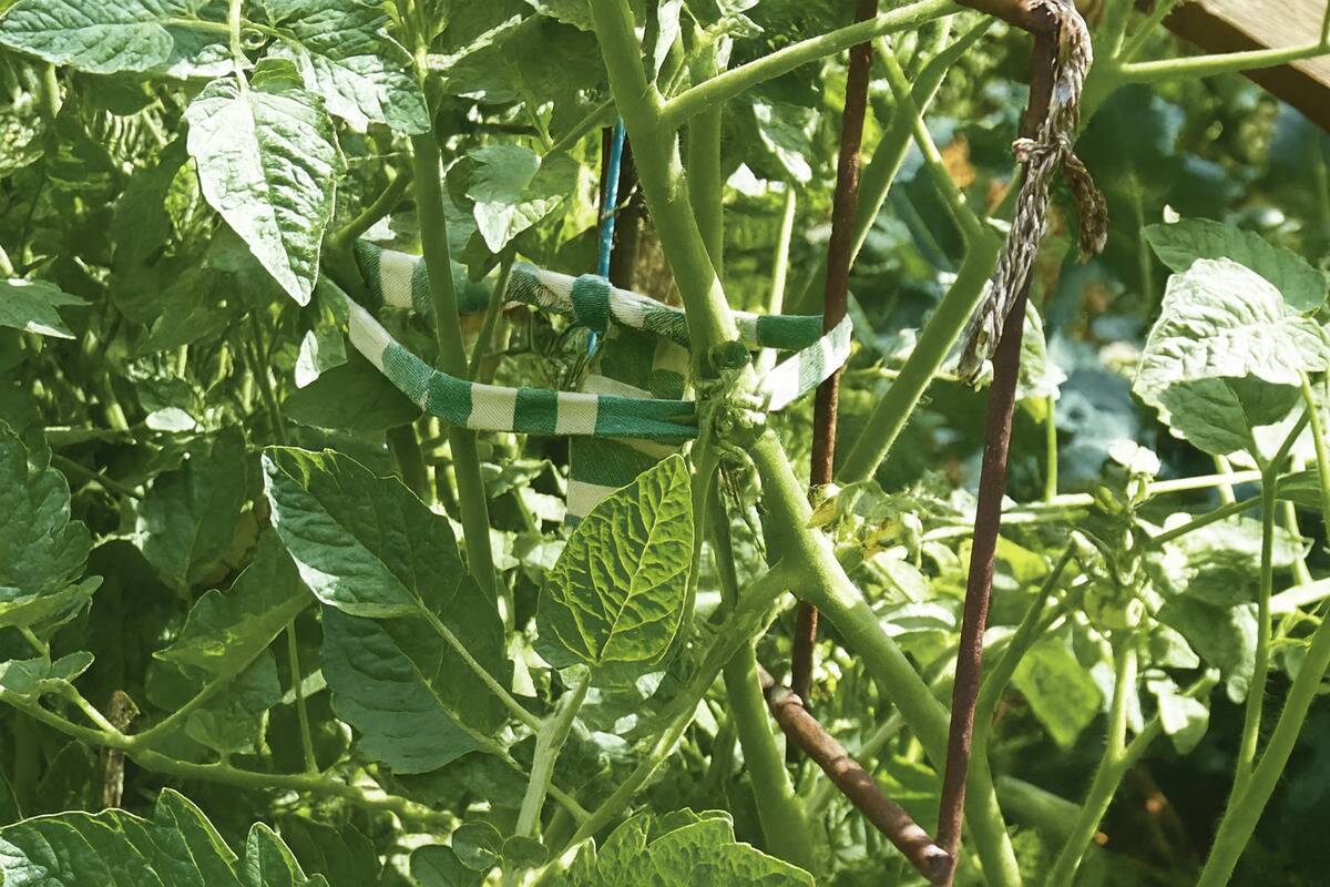 Tshirt plant ties A T-shirt that has been cut into plant ties.