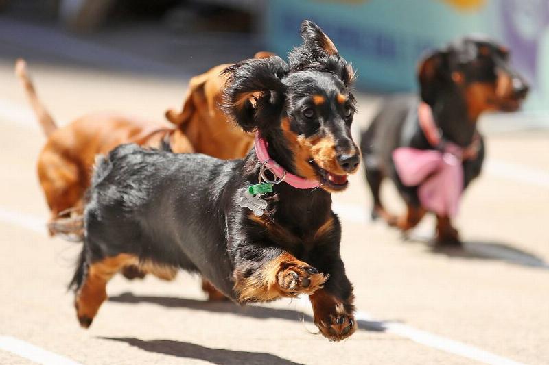 Annual Dachshund Race Celebrates Start Of Oktoberfest In Australia