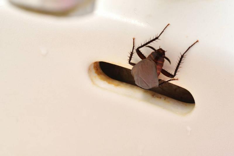 cockroach-2025-01-08-06-22-15-utc Cockroach in sink.