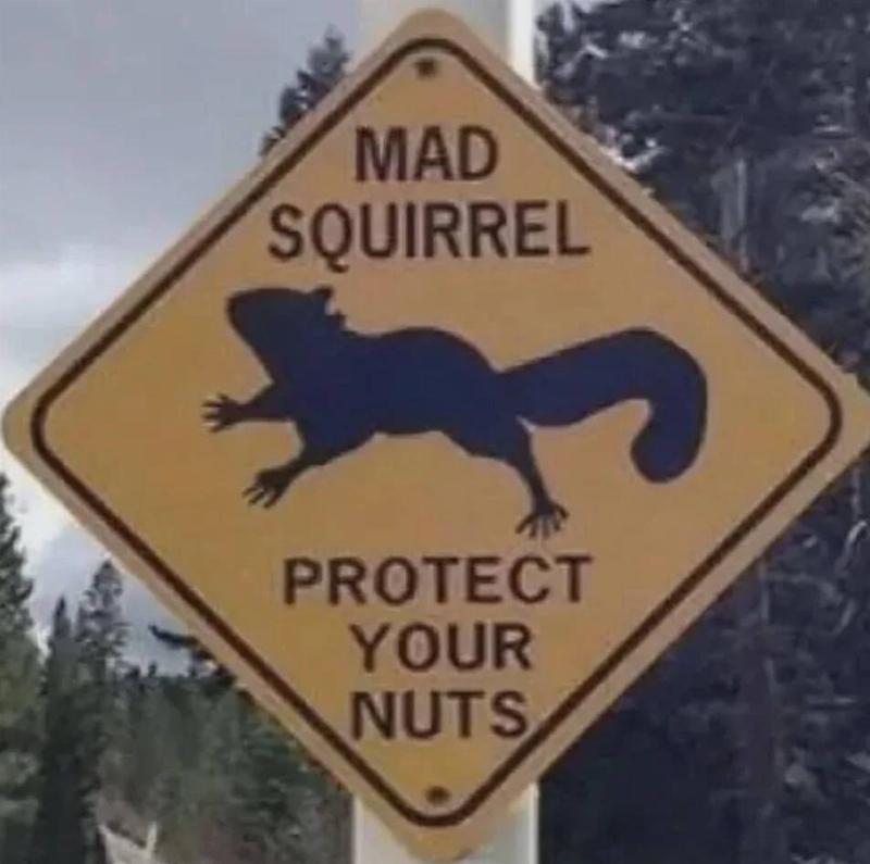 dangerous-squirrel-v0-eyhu9lnto38h1
