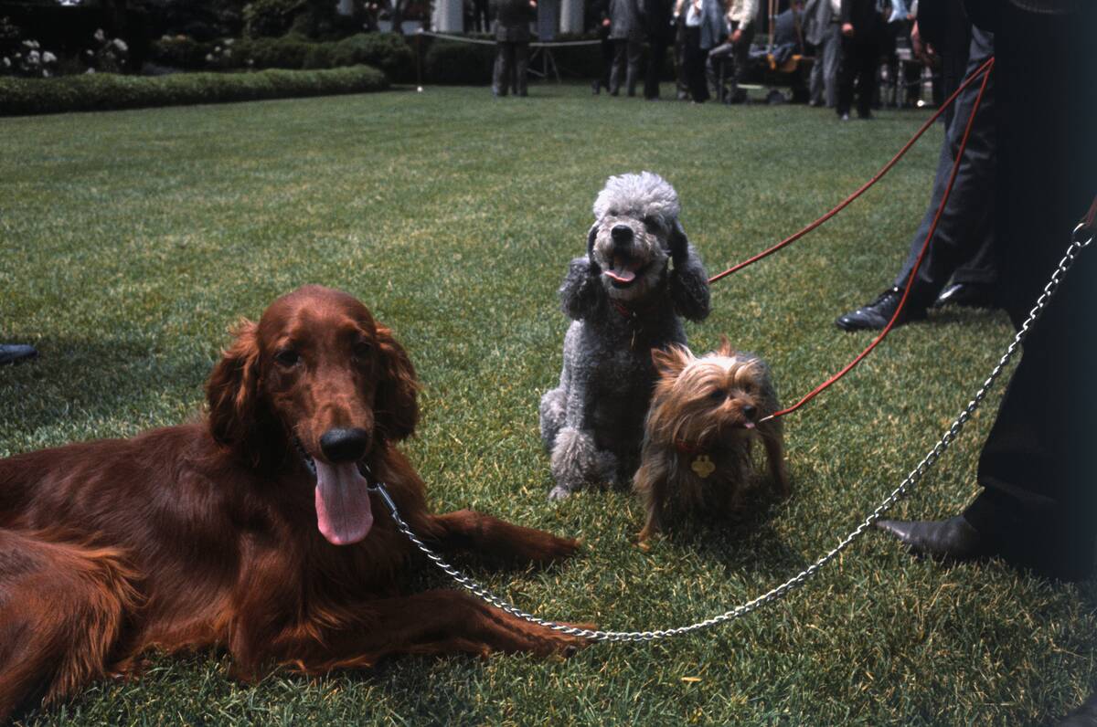Dogs of President Nixon