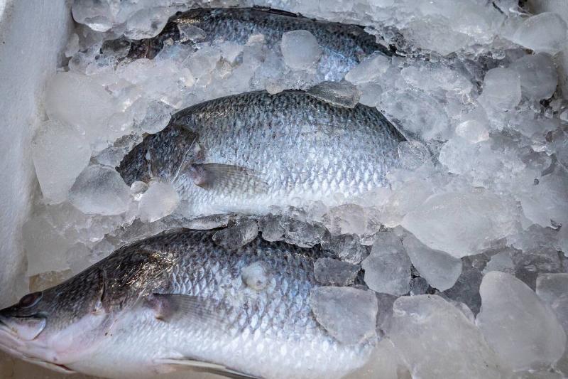 Fish on ice