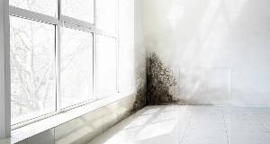 Dirt vs Mold vs Mildew: How To Tell The Difference (And What To Do)
