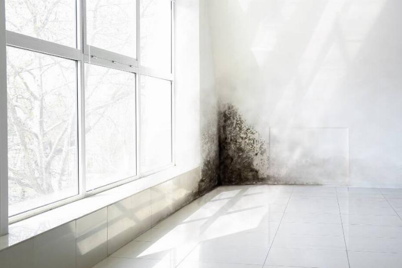 Mold growing in corner of window.