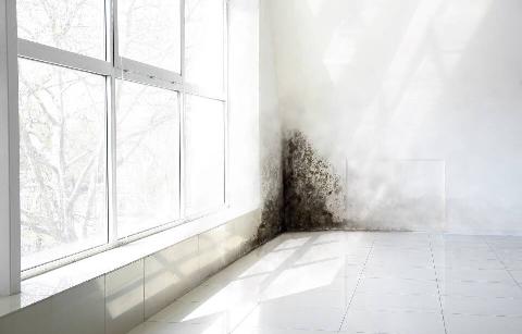 Mold growing in corner of window.