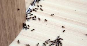 Why You Should Never Ignore That Tiny Trail Of Ants In Your Kitchen