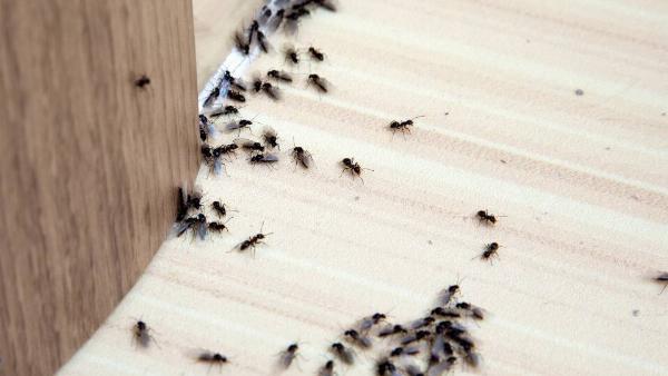Ants on the kitchen floor.