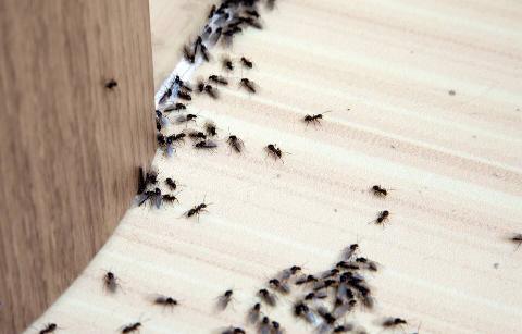 Ants on the kitchen floor.