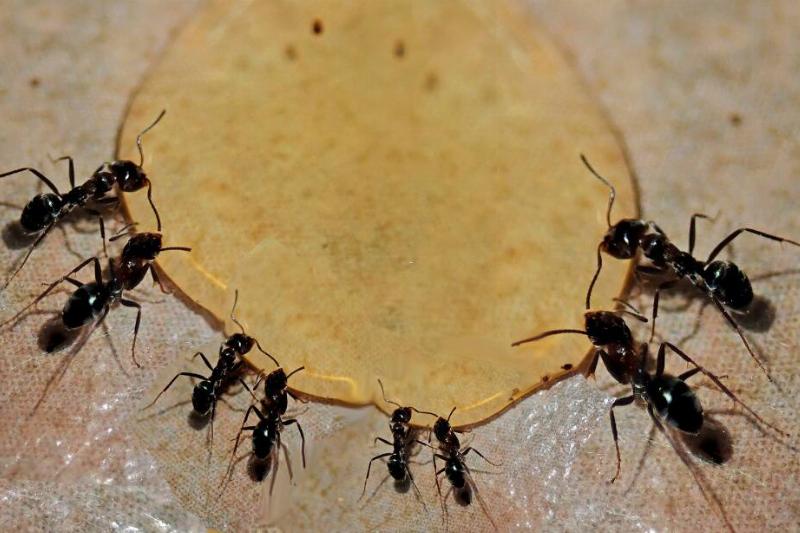 Ants eating something sticky in the kitchen. 