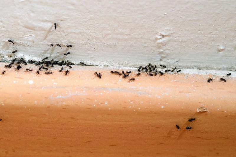 Ants clustered around baseboards.