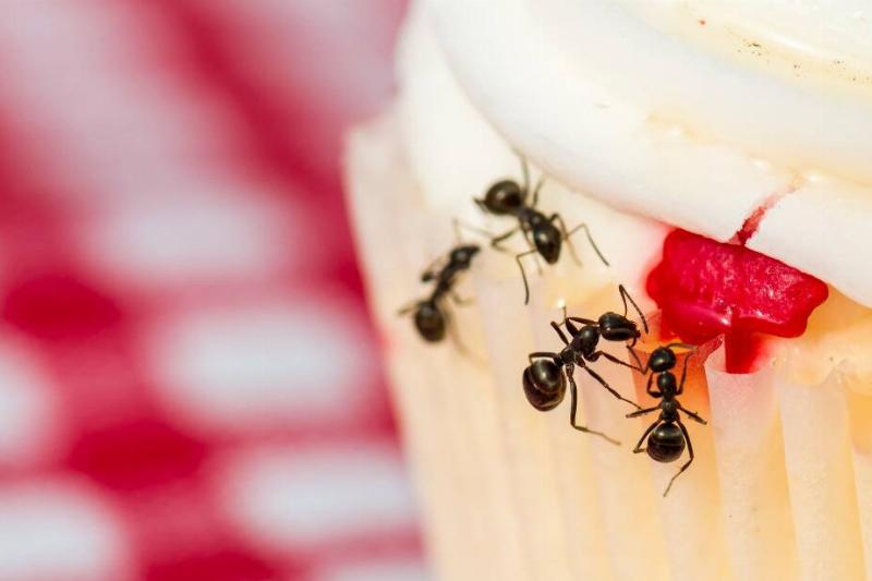 Ants climbing on a cupcake. 