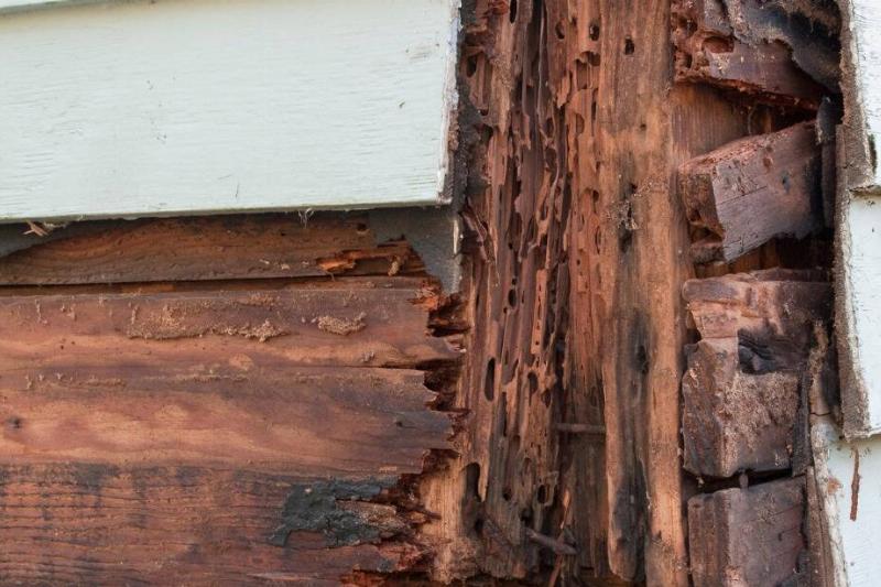 Termite and rot damage on wood.