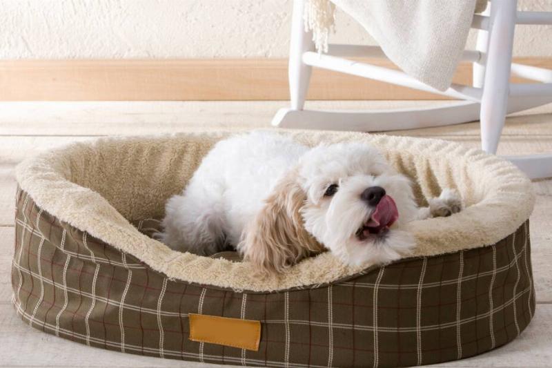 Dog in a dog bed