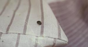 How To Avoid Bringing Hidden Bedbugs Into Your Home