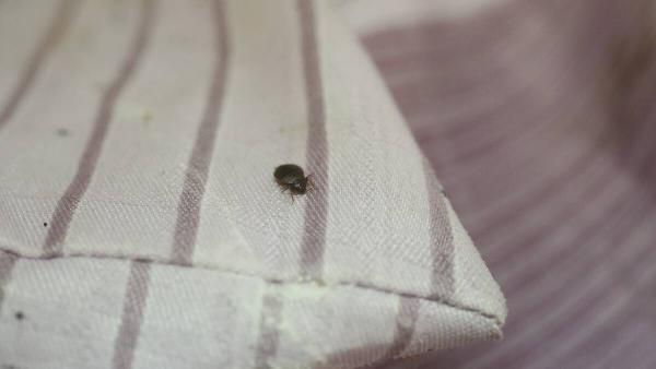 A bedbug on a pillow. 