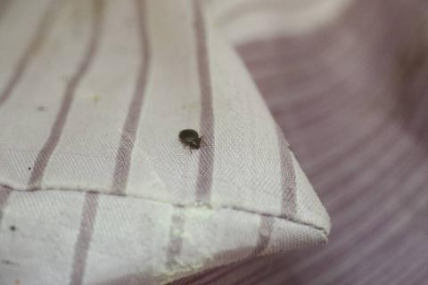 A bedbug on a pillow. 