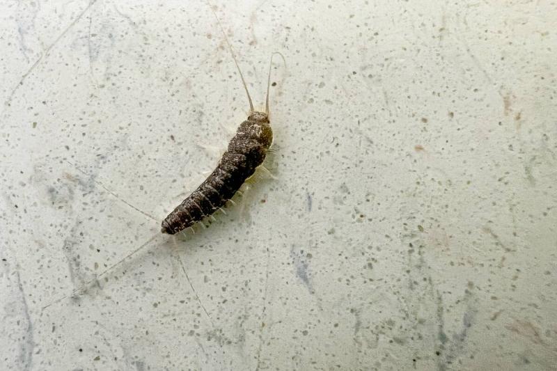 Common Silverfish (Lepisma saccharina) crawls across the floor.
