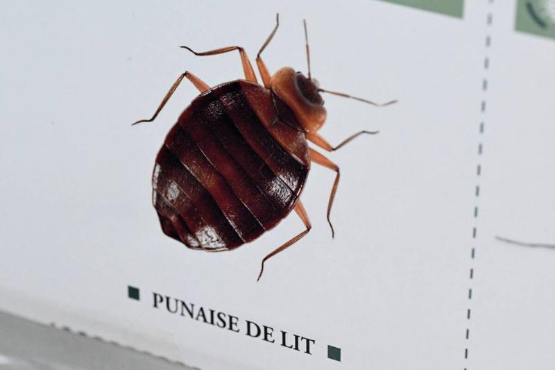 An image of a bedbug on display. 