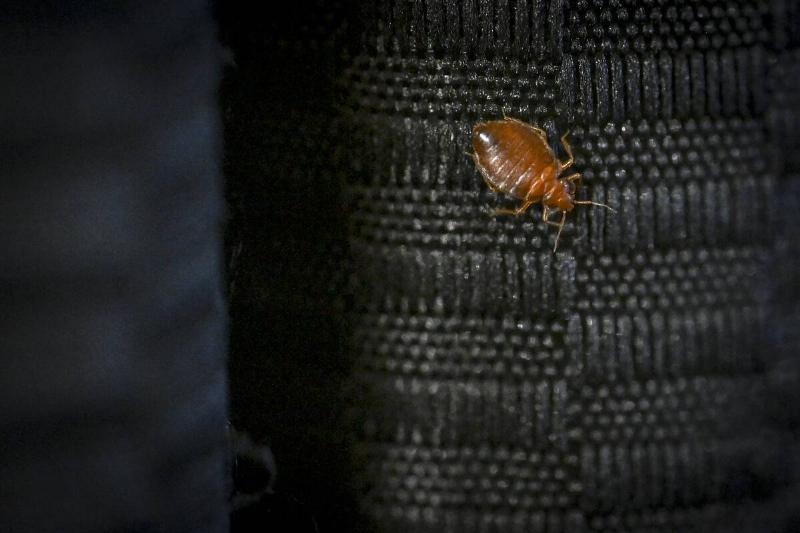 bed bug crawls on a curtain.