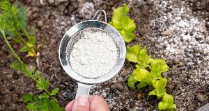 How Diatomaceous Earth Can Get Rid Of These 6 Bugs From Your House