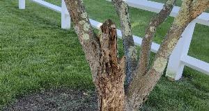 Signs of When a Tree Needs Removal for Home Safety