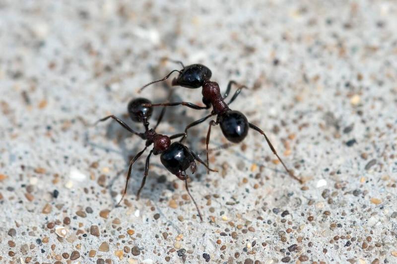 Two black ants. 