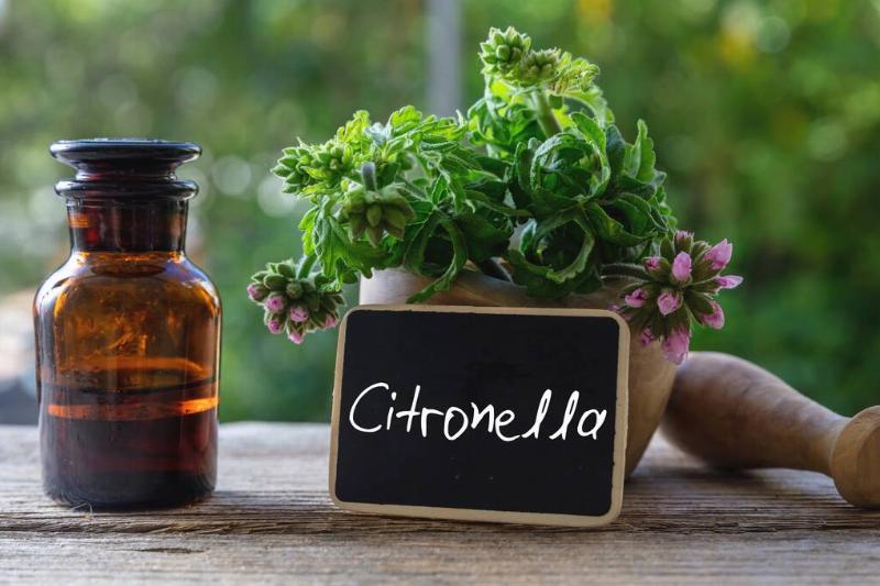 Citronella geranium essential oil glass bottle on wooden table with a black label and plant. 
