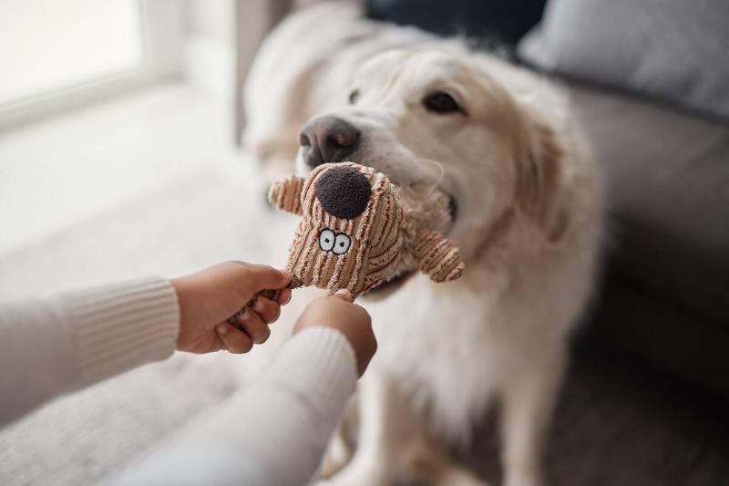 Dog and child playing with soft toy. 