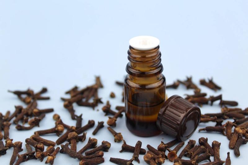 Clove essential oil with cloves around. 