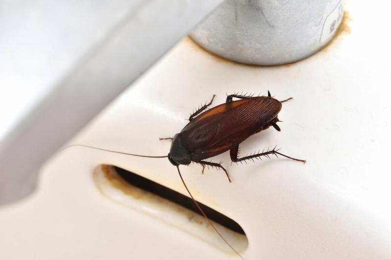 Cockroach in a sink. 