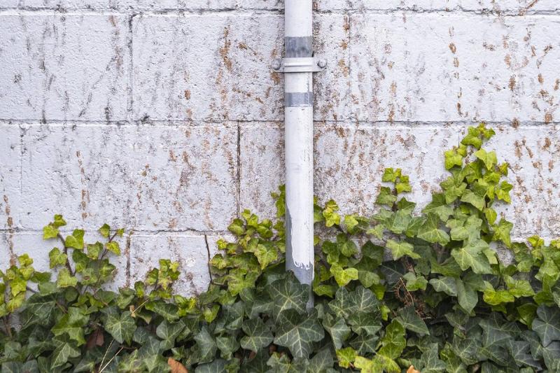 зеленый-плющ-растение-растение-на-стене-2025-04-04-09-23-11-utc Зеленый плющ покрывает водосточную трубу.
