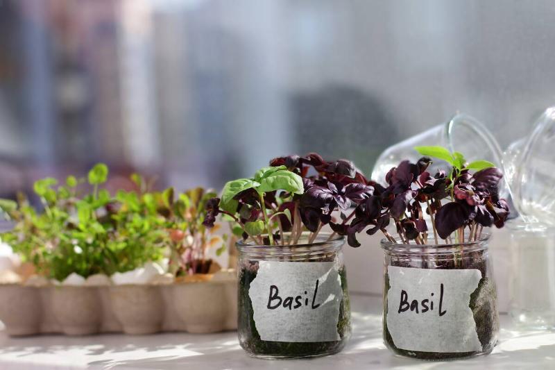 Two basil plants in glass jars.