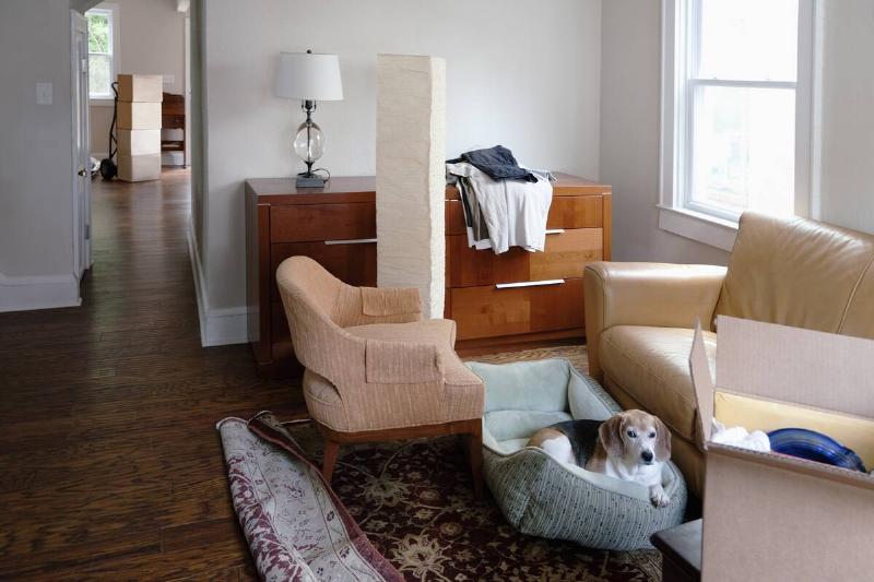 Dog in a house with too much furniture.