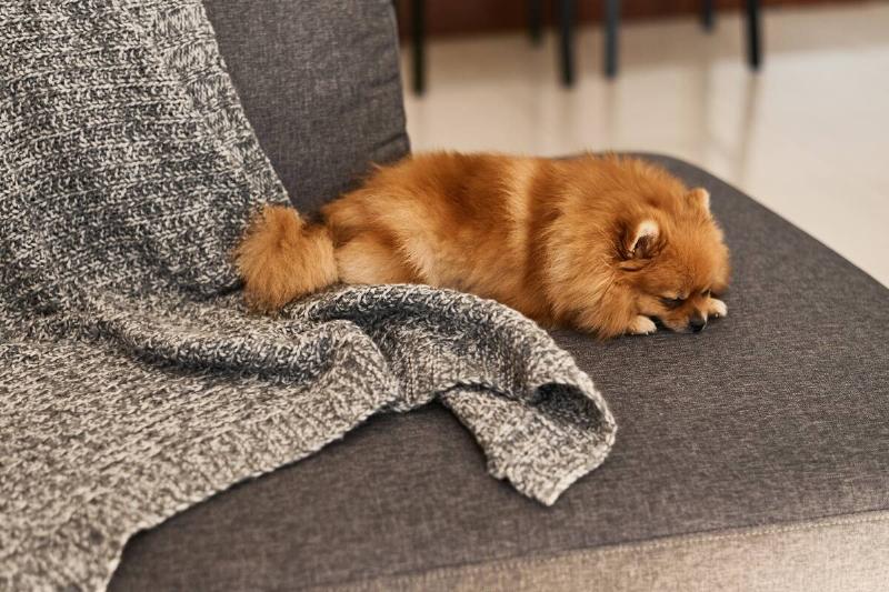 Dog sleeping beside a blanket.
