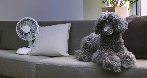 How To Keep Your House “Dog Smell” Free Once And For All