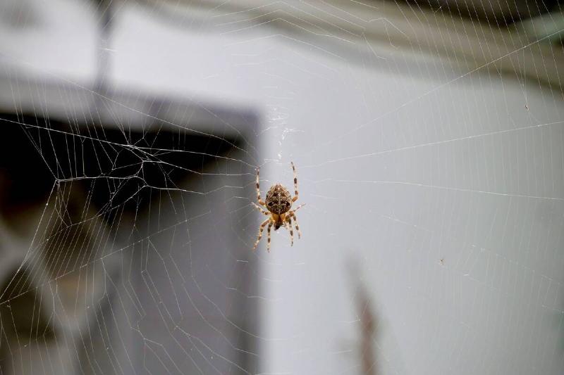 Small spider in web. 